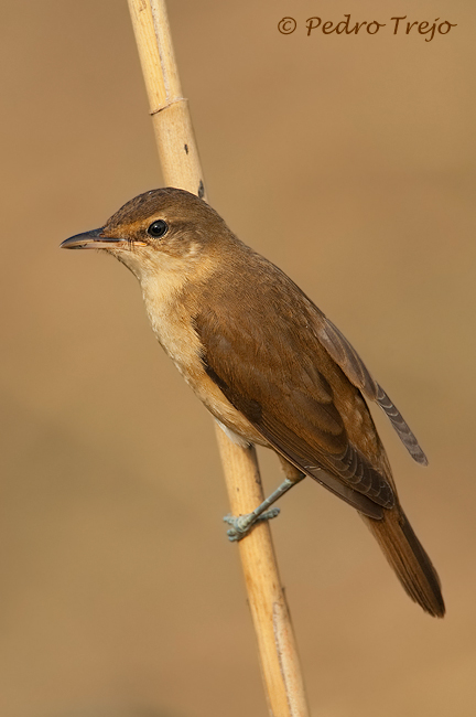 Carricero tordal (Acrocephalus arundinaceus)